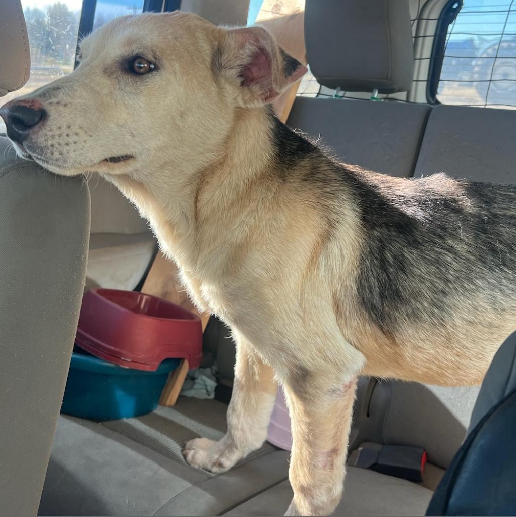 Token, an adoptable Mixed Breed in Bismarck, ND, 58507 | Photo Image 2