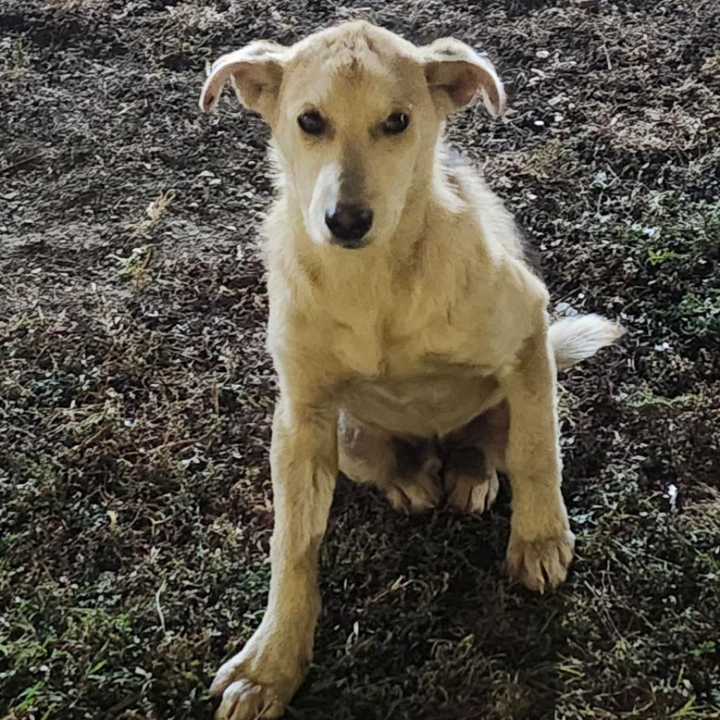 Token, an adoptable Mixed Breed in Bismarck, ND, 58507 | Photo Image 3