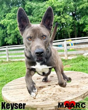 Meet Keyser the star athlete in training This 3-year-old Kelpie mix is sharpening his skills at a 