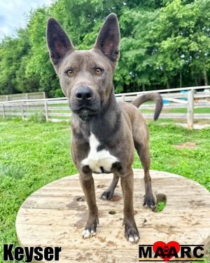 Meet Keyser the star athlete in training This 3-year-old Kelpie mix is sharpening his skills at a 