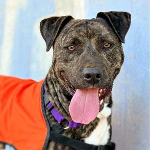 Bubba, Adult Male Pit Bull Terrier