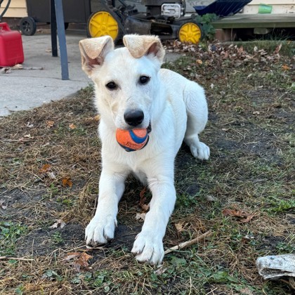 Calvo, an adoptable German Shepherd Dog, Mixed Breed in Willmar, MN, 56201 | Photo Image 1