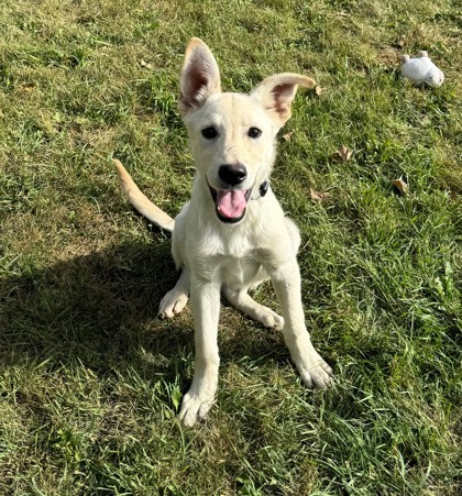 Calvo, an adoptable German Shepherd Dog, Mixed Breed in Willmar, MN, 56201 | Photo Image 2