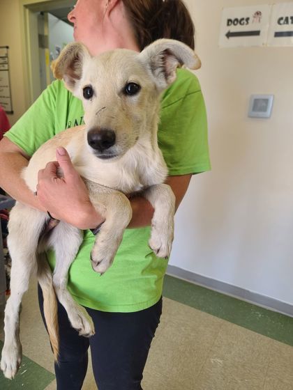 Calvo, an adoptable German Shepherd Dog, Mixed Breed in Willmar, MN, 56201 | Photo Image 3