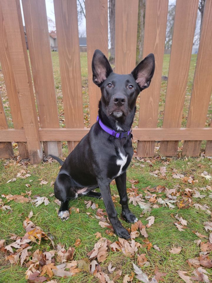 Dog for adoption Jet D5988, a Labrador Retriever & Shepherd Mix in