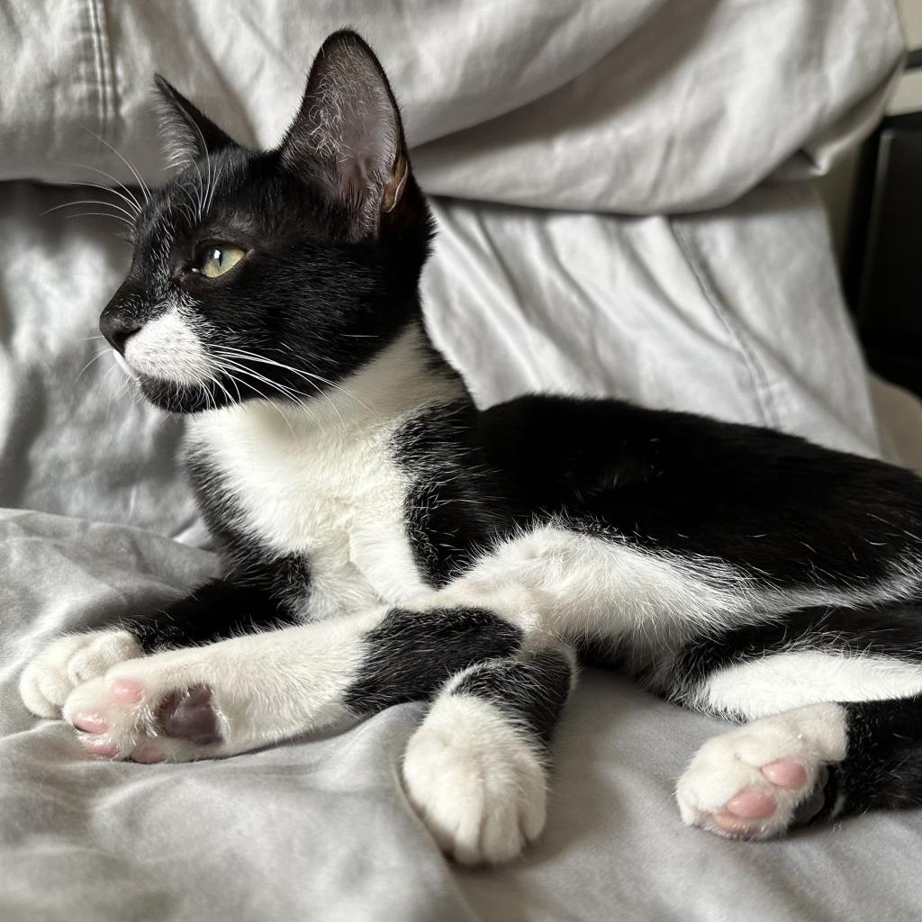 Naya