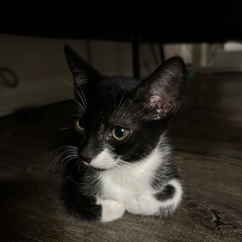 Naya