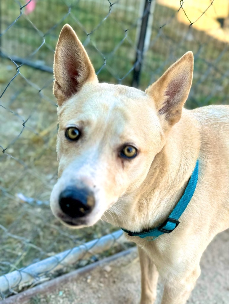 Sheba, an adoptable Labrador Retriever, Mixed Breed in Junction, TX, 76849 | Photo Image 1
