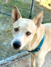 Sheba photo 1