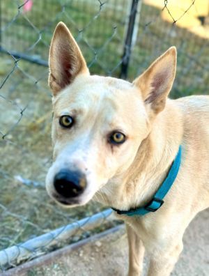 Sheba, Adult Female Labrador Retriever