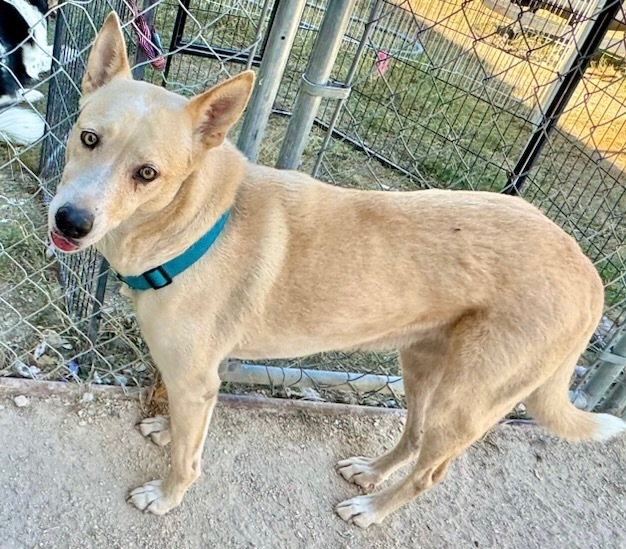 Sheba, an adoptable Labrador Retriever, Mixed Breed in Junction, TX, 76849 | Photo Image 2