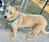 Sheba photo 2