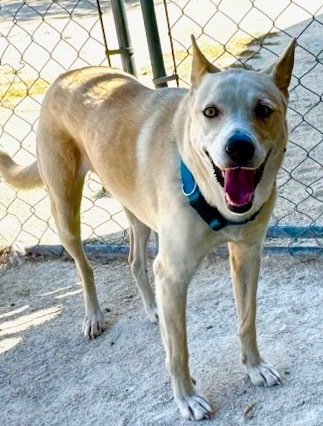 Sheba, an adoptable Labrador Retriever, Mixed Breed in Junction, TX, 76849 | Photo Image 3