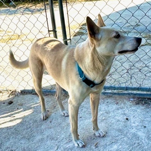 Sheba, an adoptable Labrador Retriever, Mixed Breed in Junction, TX, 76849 | Photo Image 4