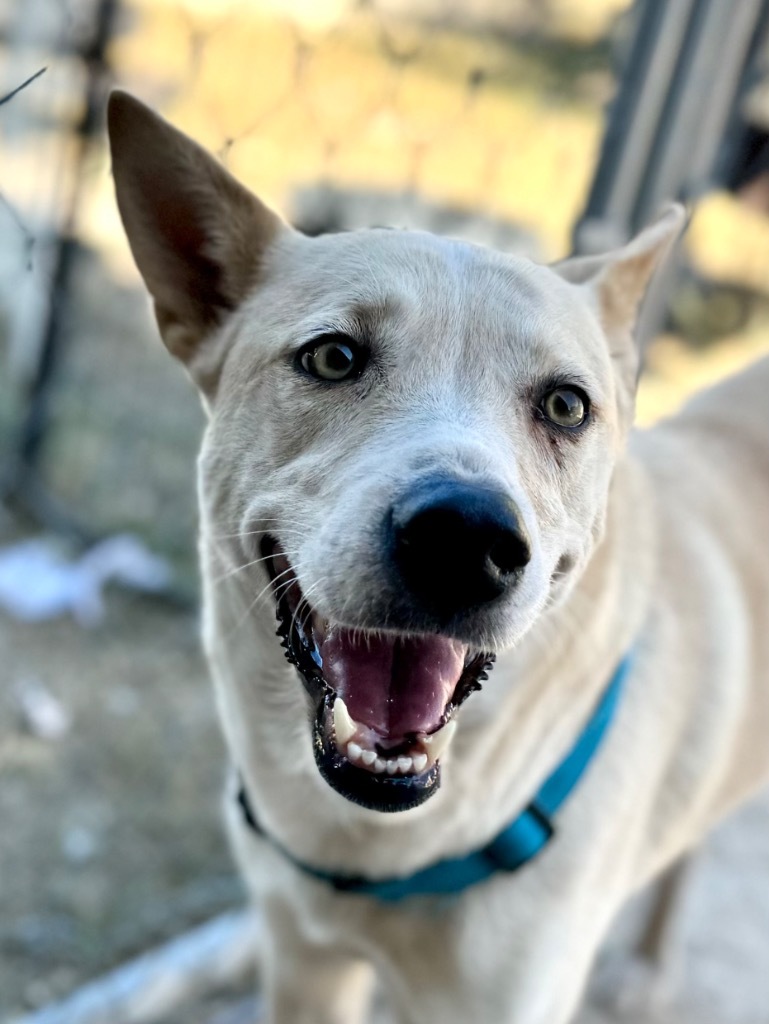 Sheba, an adoptable Labrador Retriever, Mixed Breed in Junction, TX, 76849 | Photo Image 5