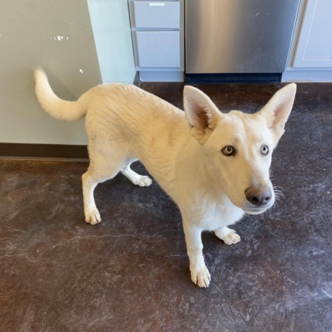 Spectre, an adoptable White German Shepherd in Rifle, CO, 81650 | Photo Image 1