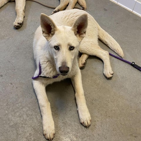 Spectre, an adoptable White German Shepherd in Rifle, CO, 81650 | Photo Image 2