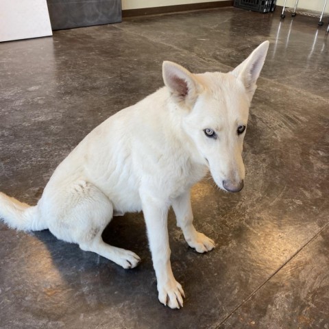 Spectre, an adoptable White German Shepherd in Rifle, CO, 81650 | Photo Image 3