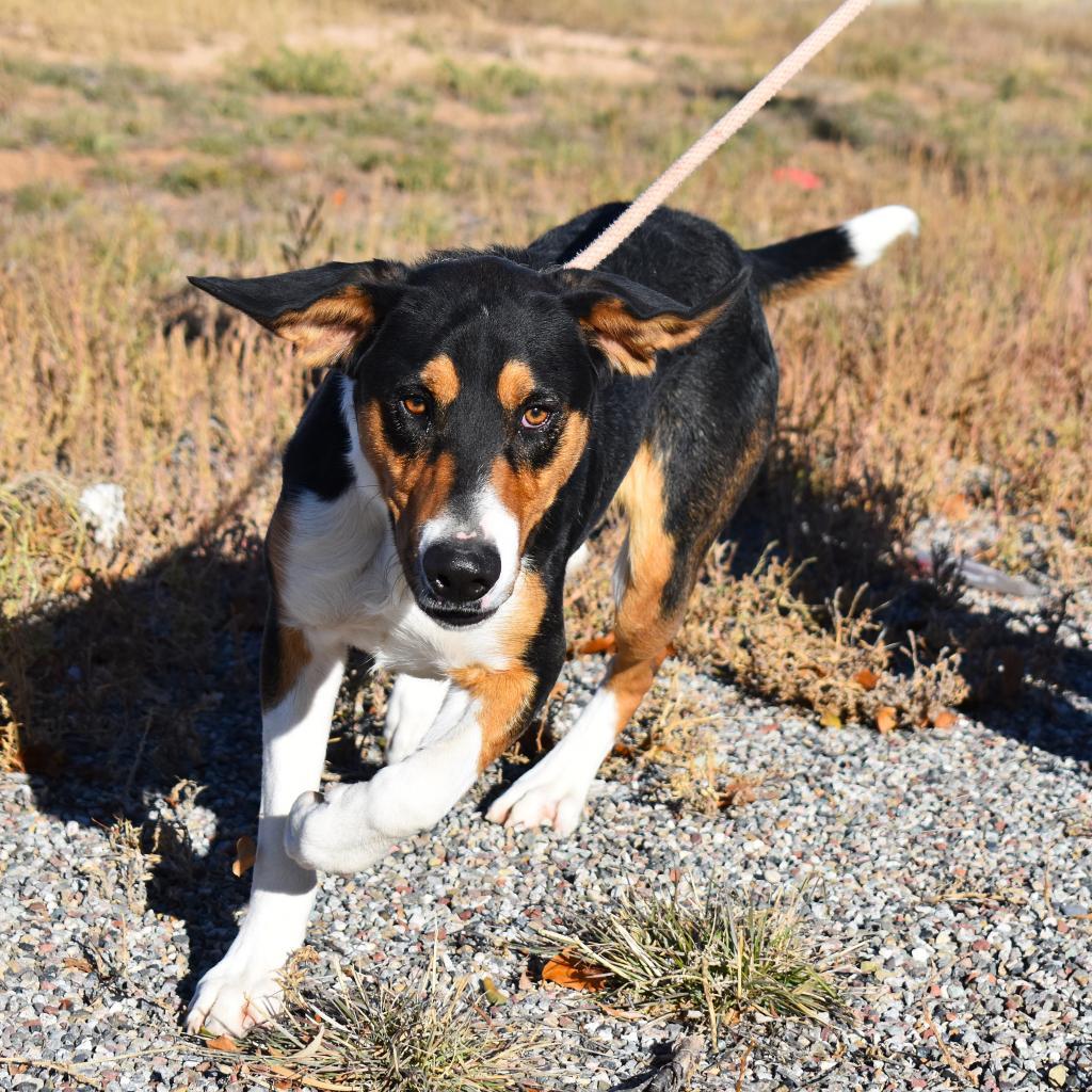 Nemo, an adoptable Foxhound, Mixed Breed in Rifle, CO, 81650 | Photo Image 1