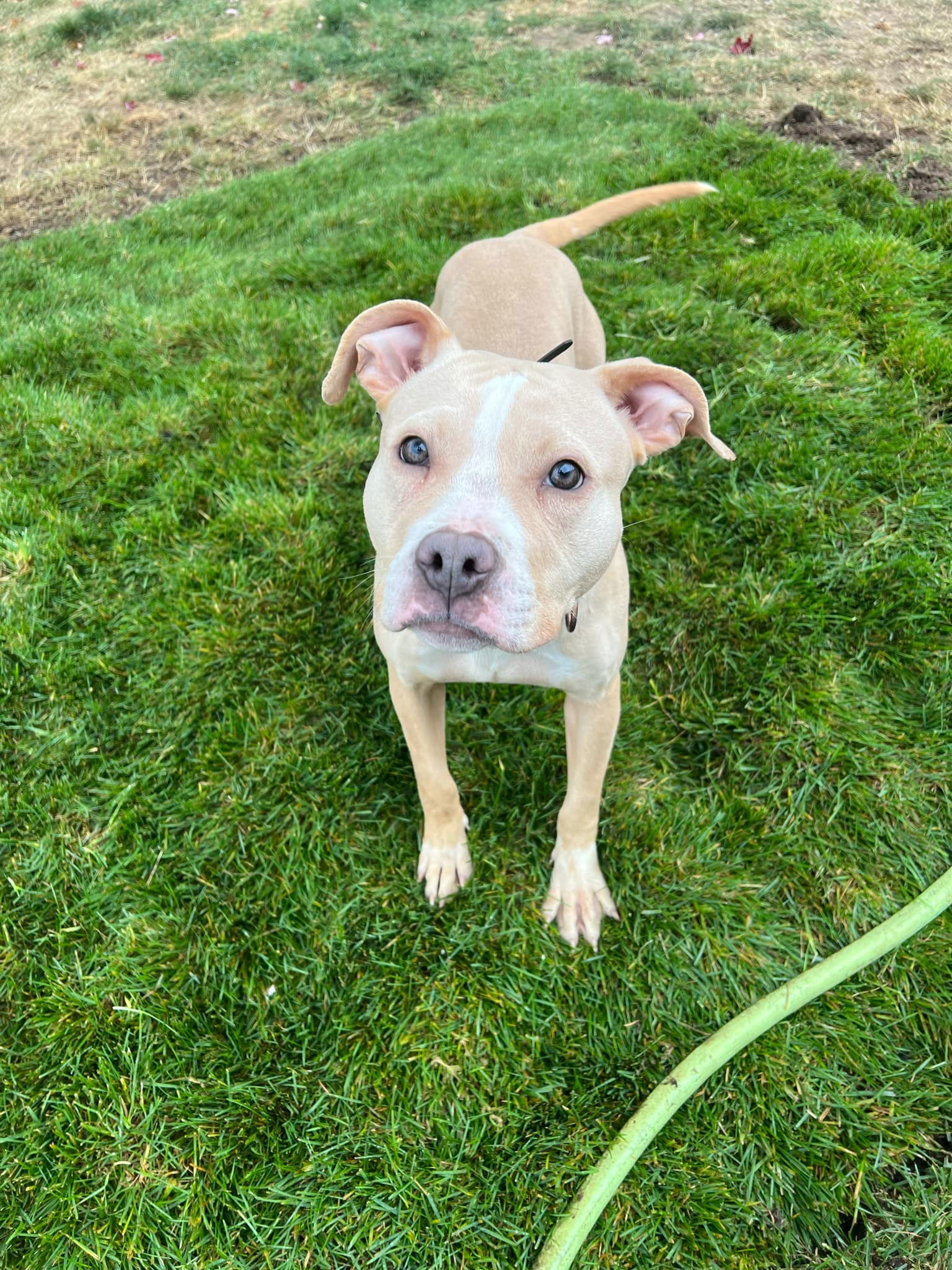 Pebbles, an adoptable Pit Bull Terrier in Duluth, MN, 55807 | Photo Image 1