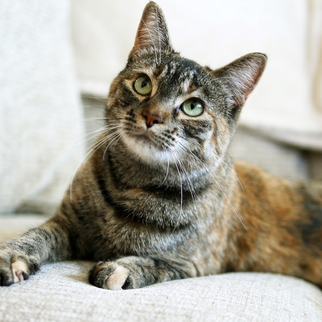 Momma Abby, an adoptable Domestic Short Hair in Calgary, AB, T3C 1W4 | Photo Image 1