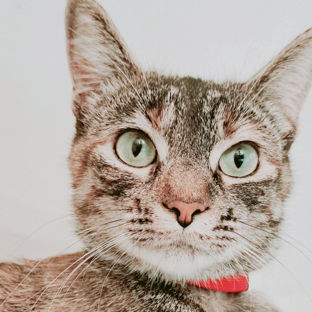 Momma Abby, an adoptable Domestic Short Hair in Calgary, AB, T3C 1W4 | Photo Image 3