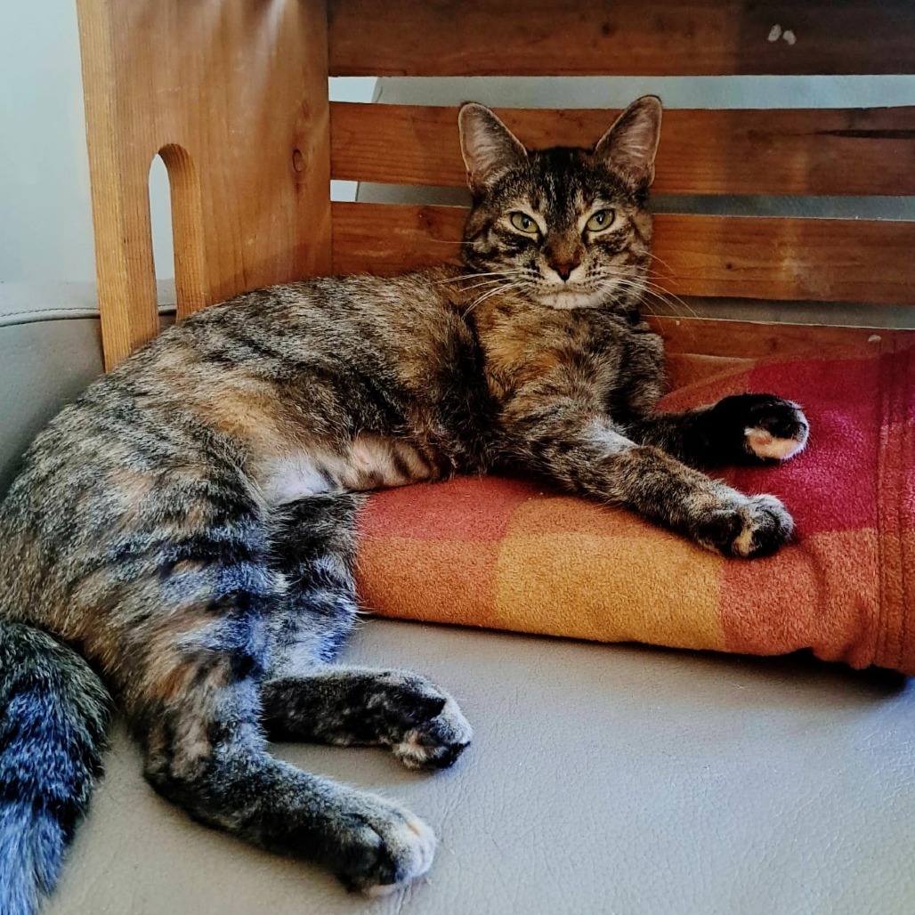 Momma Abby, an adoptable Domestic Short Hair in Calgary, AB, T3C 1W4 | Photo Image 6