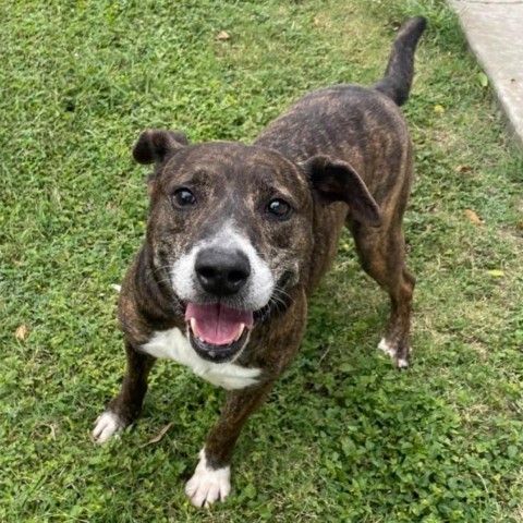 Vago, an adoptable Labrador Retriever, Mixed Breed in Laredo, TX, 78041 | Photo Image 1