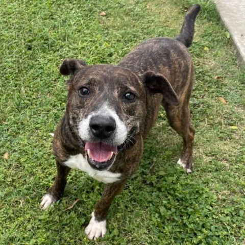 Vago, an adoptable Labrador Retriever, Mixed Breed in Laredo, TX, 78041 | Photo Image 3