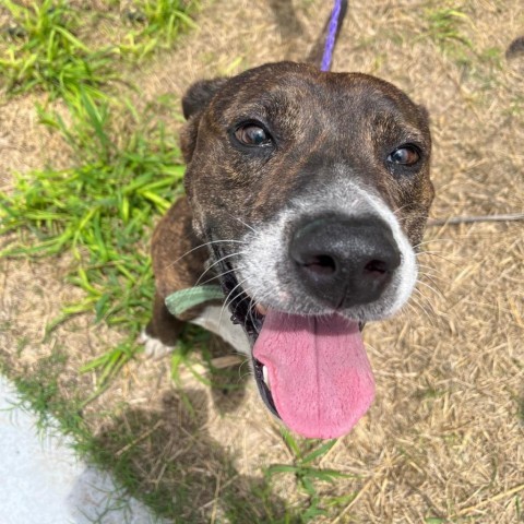 Vago, an adoptable Labrador Retriever, Mixed Breed in Laredo, TX, 78041 | Photo Image 6