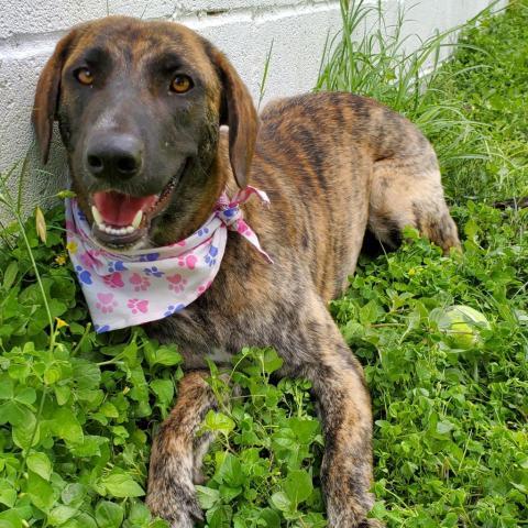 Penny, an adoptable Catahoula Leopard Dog in Laredo, TX, 78041 | Photo Image 1