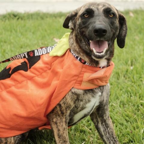 Penny, an adoptable Catahoula Leopard Dog in Laredo, TX, 78041 | Photo Image 2