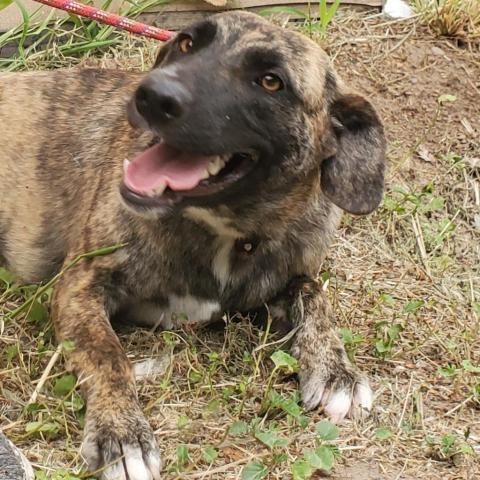 Penny, an adoptable Catahoula Leopard Dog in Laredo, TX, 78041 | Photo Image 3