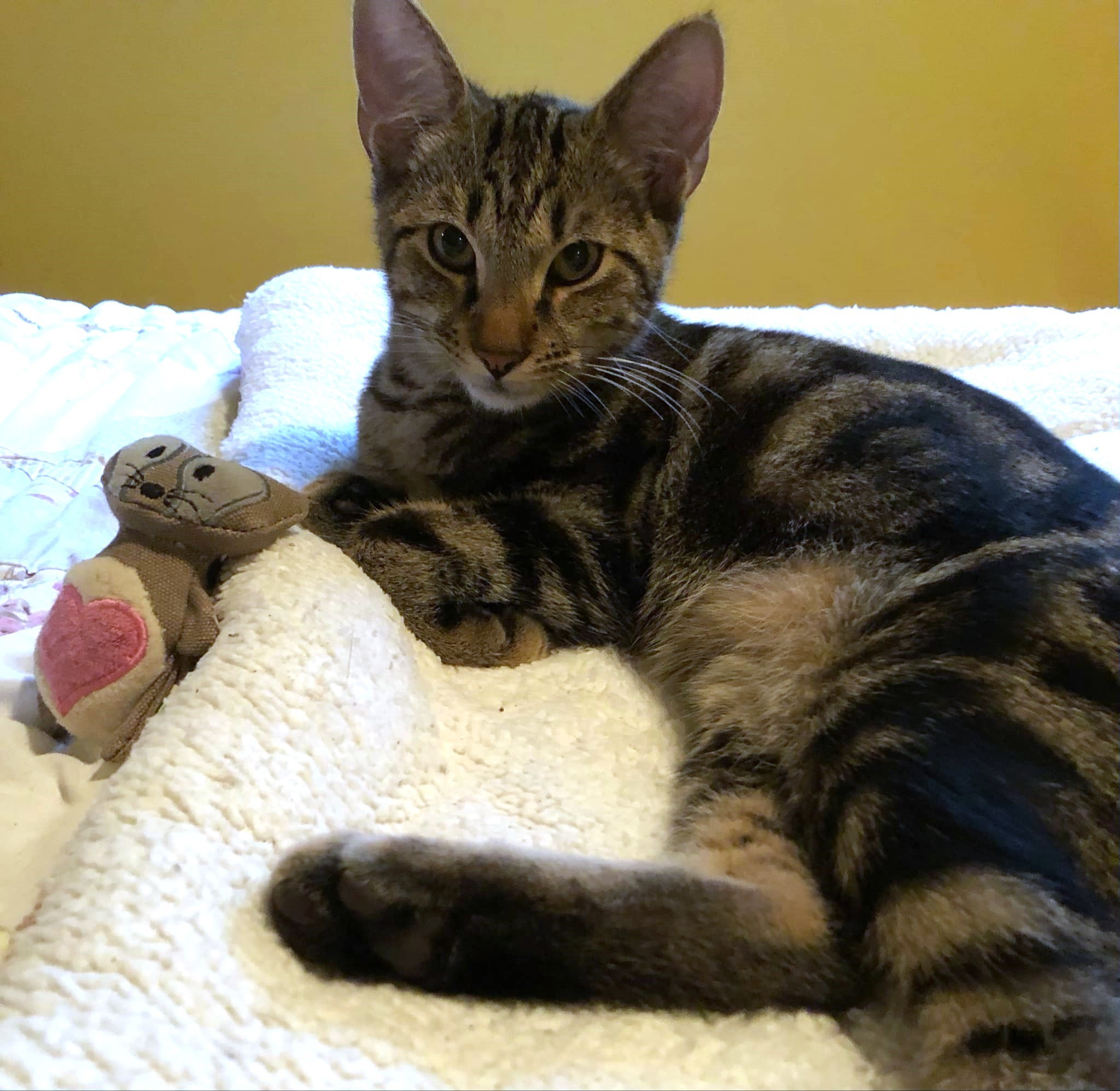 Enzo, an adoptable Domestic Short Hair in Randolph, AL, 36792 | Photo Image 2