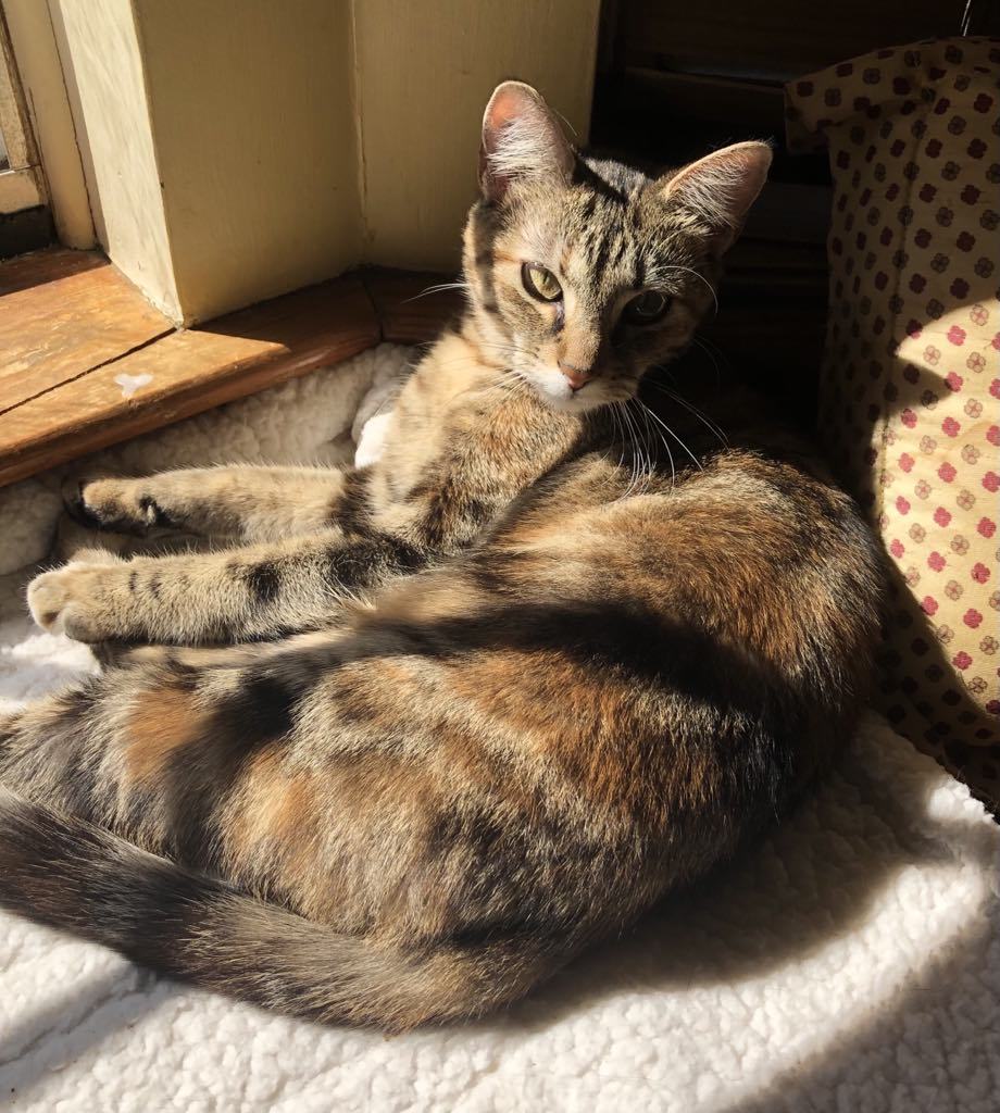 Gracie, an adoptable Domestic Short Hair in Randolph, AL, 36792 | Photo Image 1