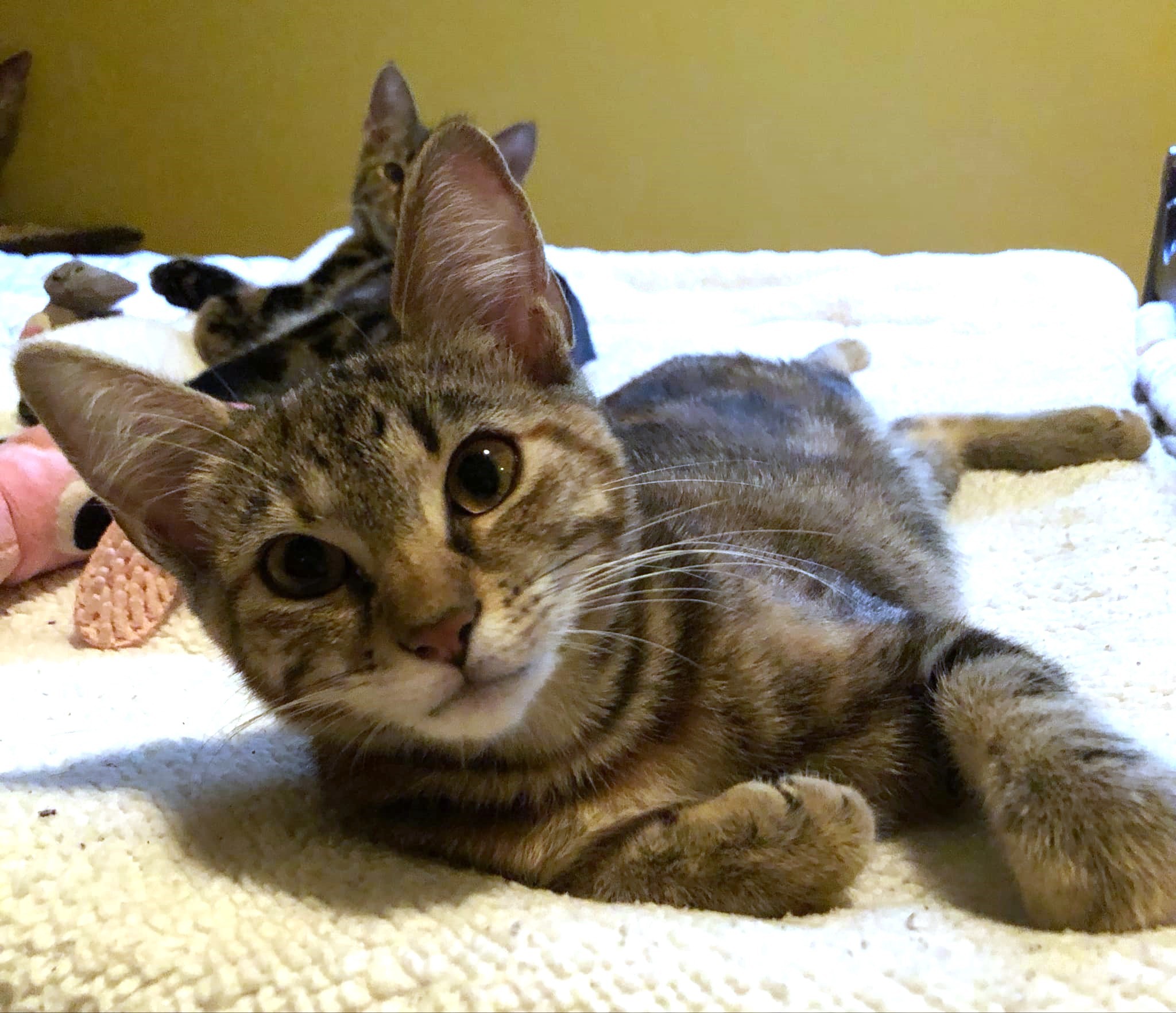 Gracie, an adoptable Domestic Short Hair in Randolph, AL, 36792 | Photo Image 2