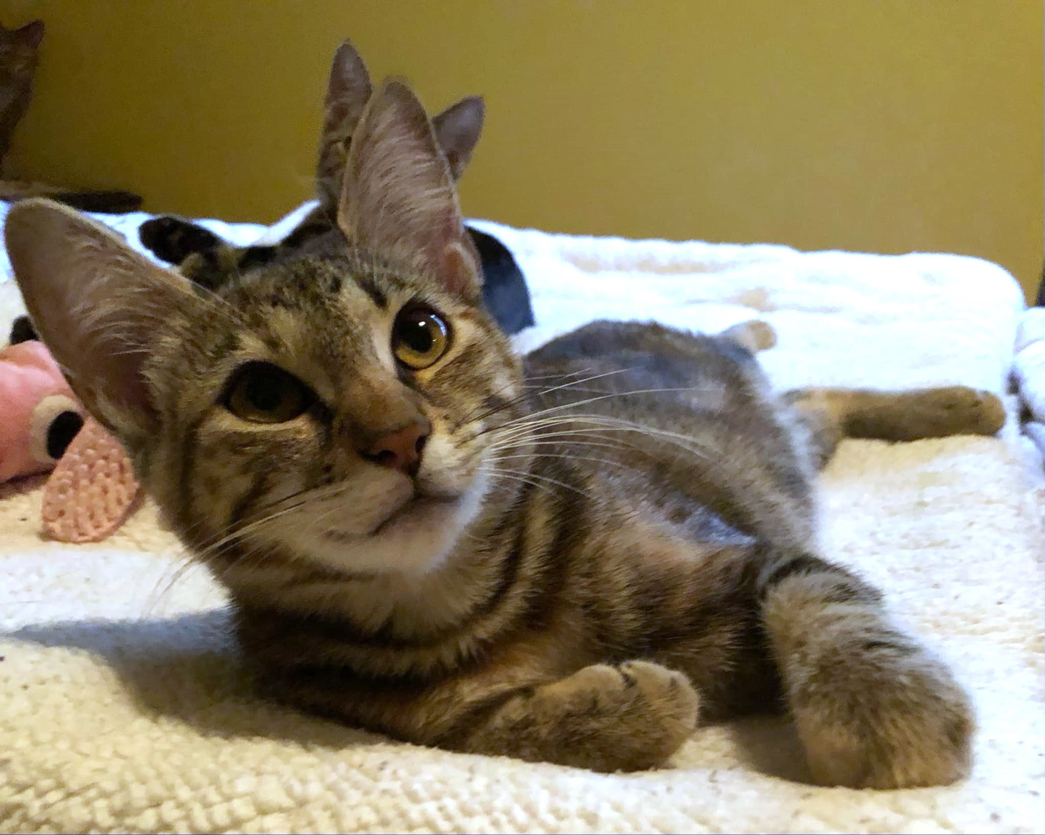 Gracie, an adoptable Domestic Short Hair in Randolph, AL, 36792 | Photo Image 3