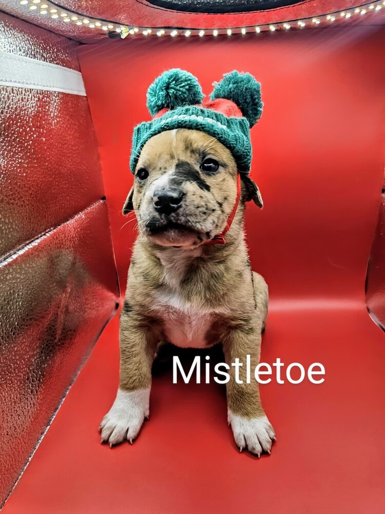 Mistletoe