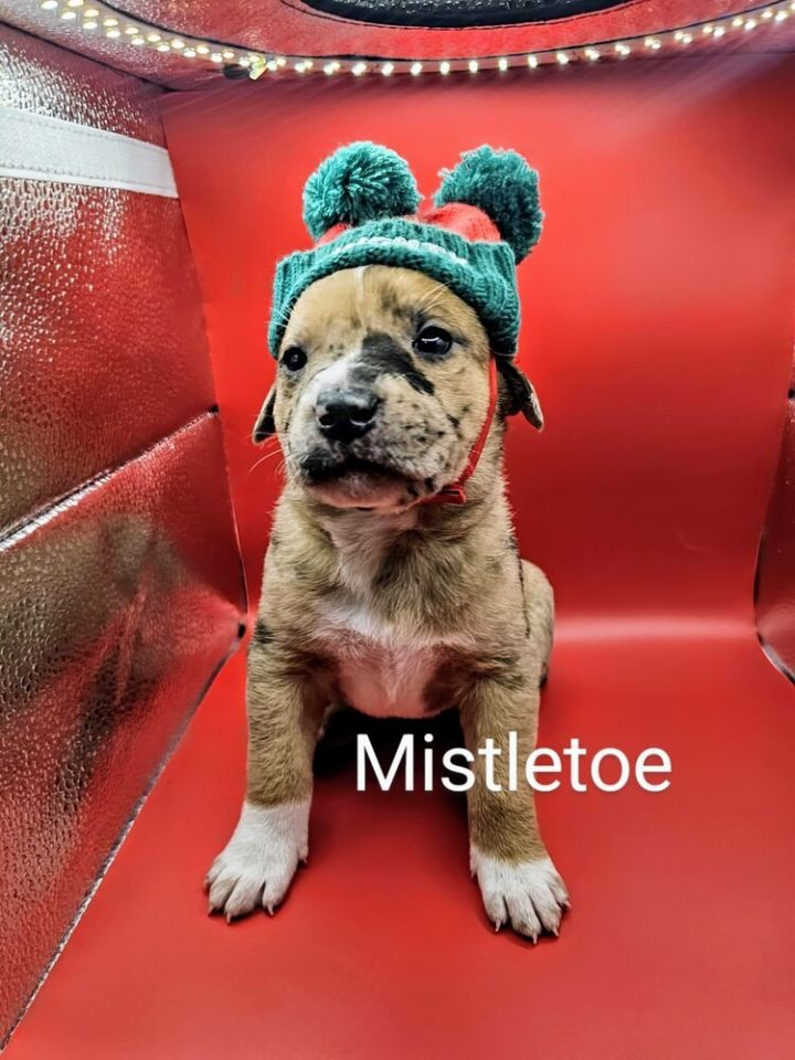 Mistletoe 4