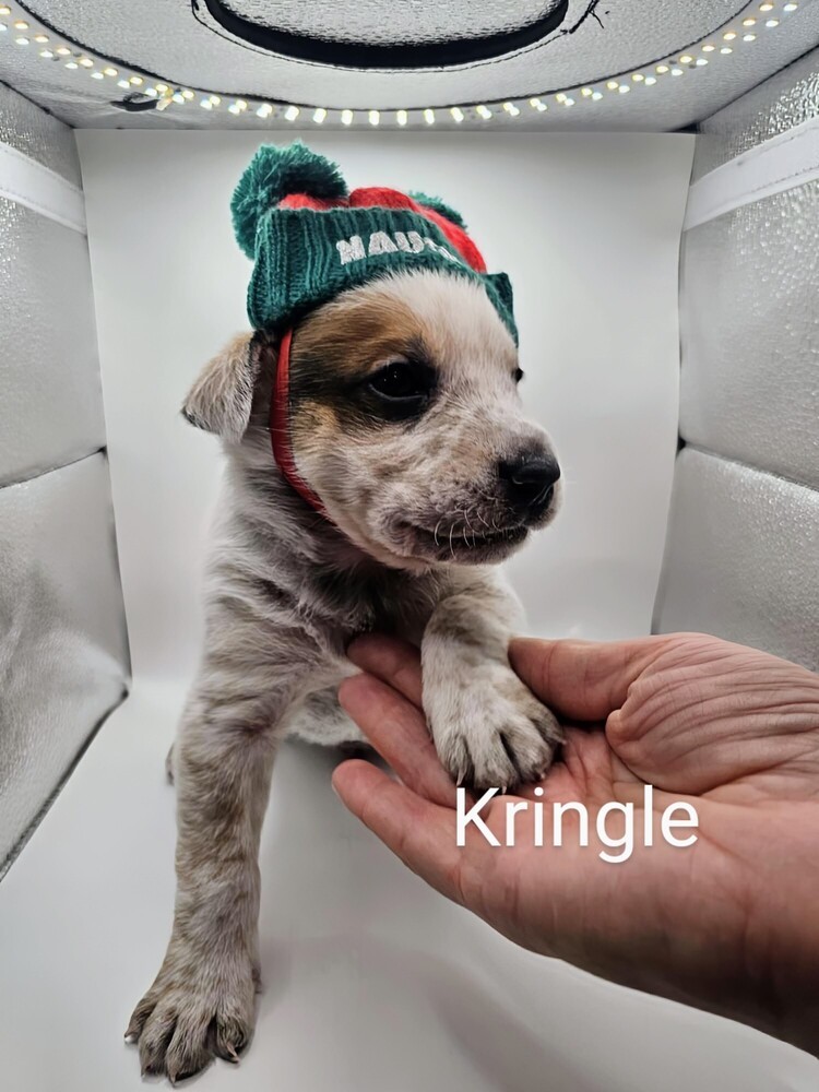 Kringle