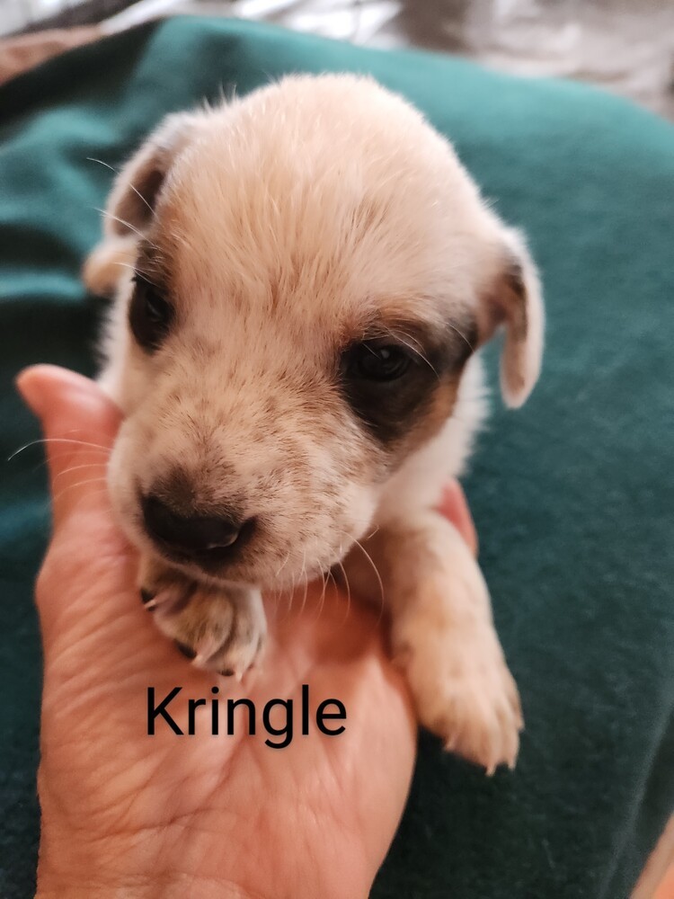 Kringle