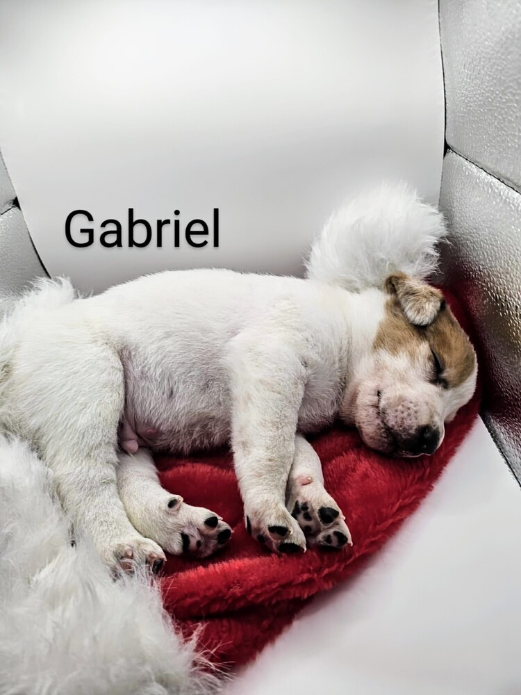 Gabriel