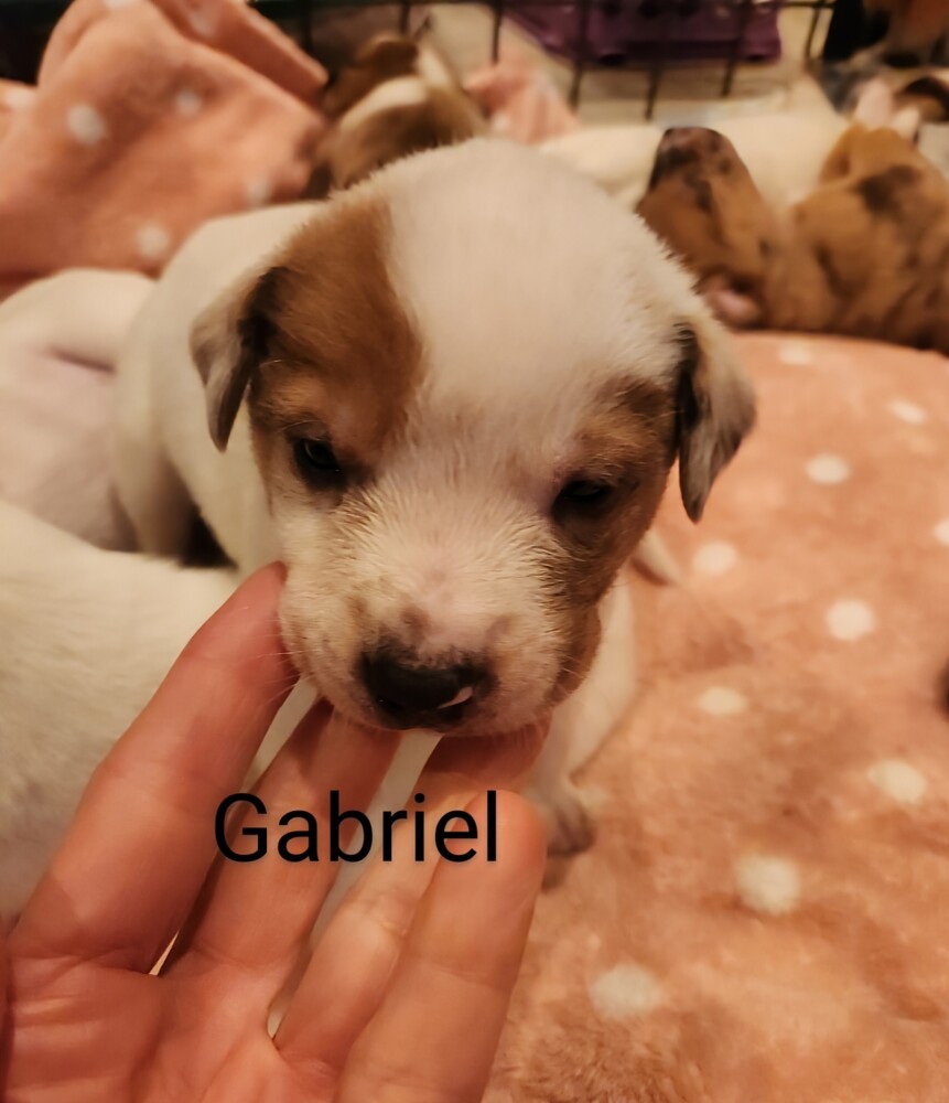 Gabriel