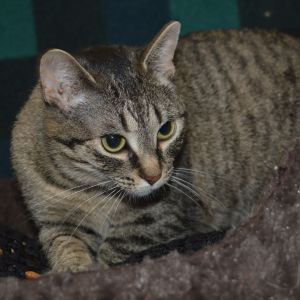 Parsnip, Young Female Domestic Short Hair