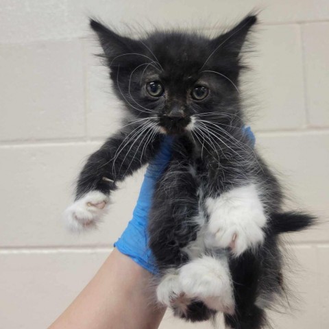 Praline, an adoptable Domestic Medium Hair in Reno, NV, 89502 | Photo Image 2