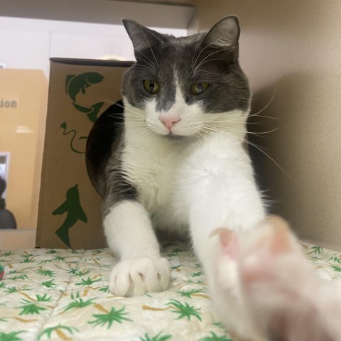 Tobi, an adoptable Domestic Short Hair in Reno, NV, 89502 | Photo Image 1