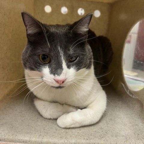 Tobi, an adoptable Domestic Short Hair in Reno, NV, 89502 | Photo Image 4