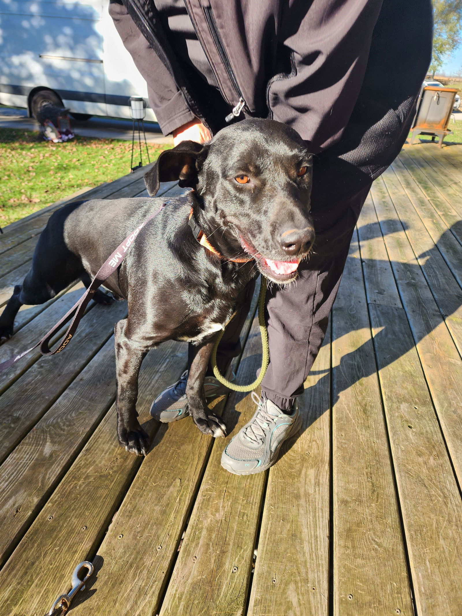 Clay, an adoptable Labrador Retriever in New London, WI, 54961 | Photo Image 2