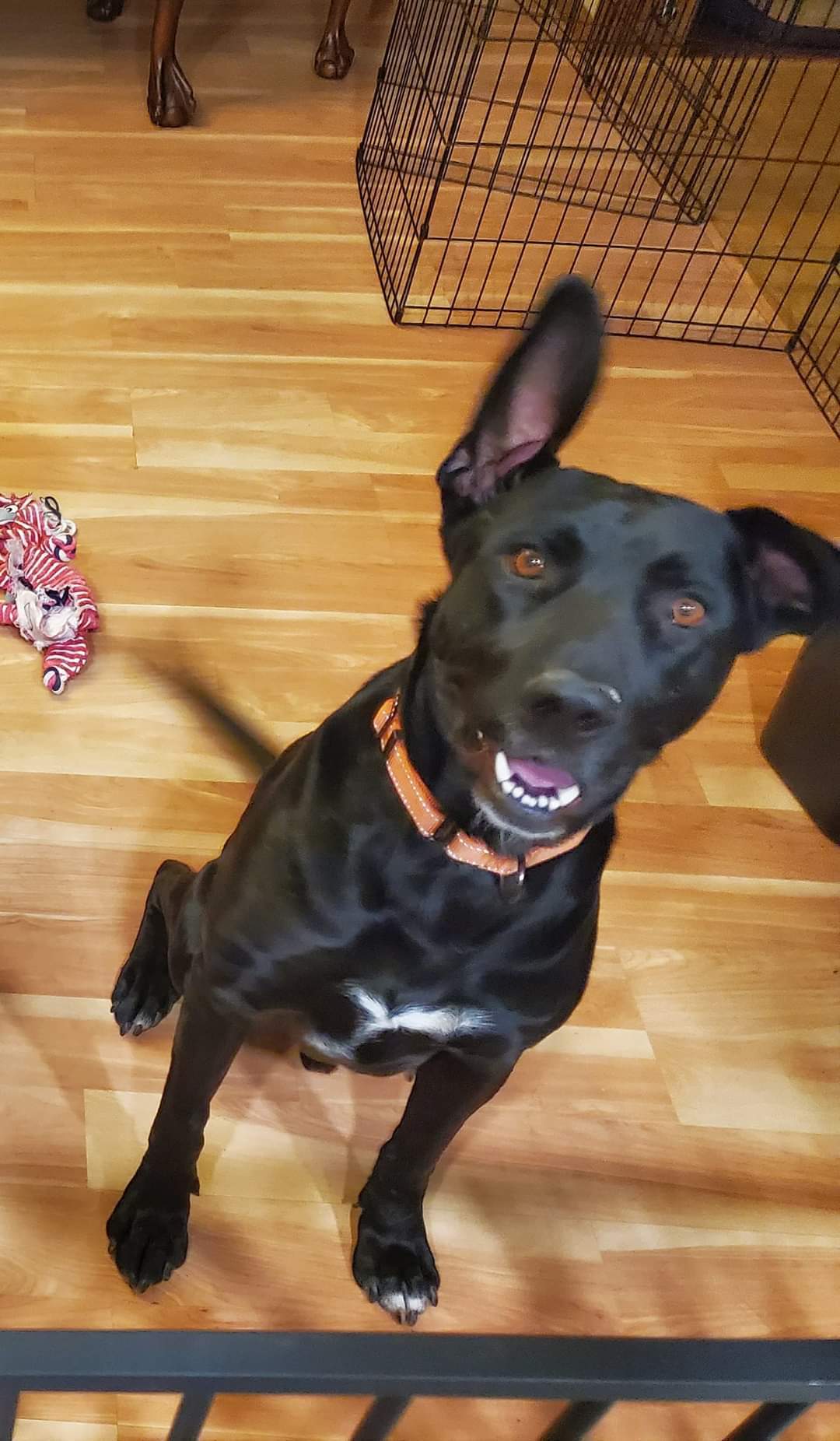 Clay, an adoptable Labrador Retriever in New London, WI, 54961 | Photo Image 3