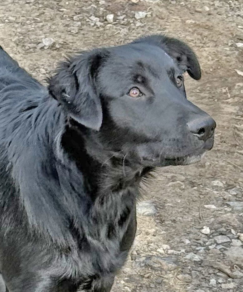 Bill, an adoptable Labrador Retriever in McArthur, CA, 96056 | Photo Image 1